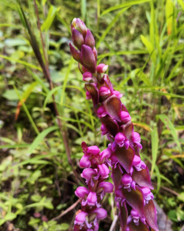 緣毛鳥(niǎo)足蘭 郁云江 攝