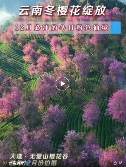别晃神,带你冲进这片粉嫩嫩的秘境!丨旅居盲盒 惊喜云南 - 关注森林