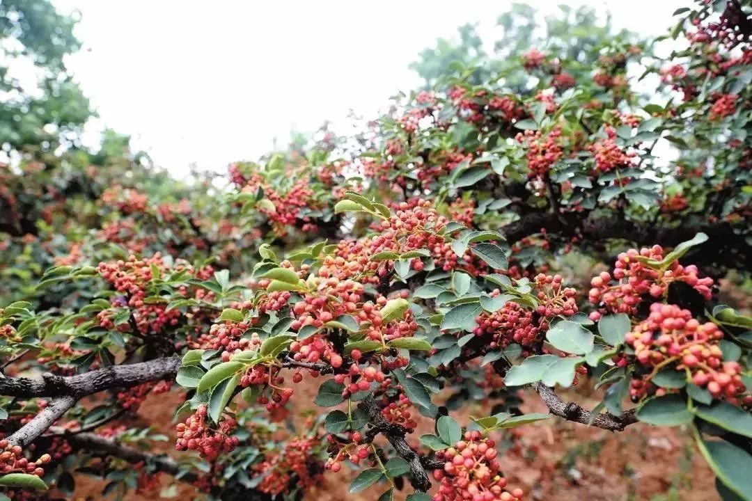 满山花椒树结出富裕果