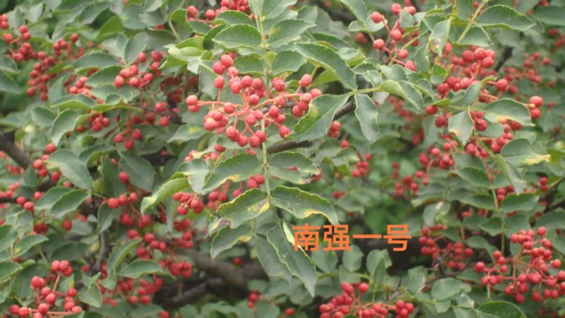 1271401d2cf735644ad332ee9a223006