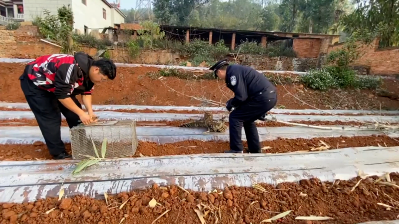 警民合力成功救助國家二級保護動物褐漁鸮[00_01_48][20250220-172502].png