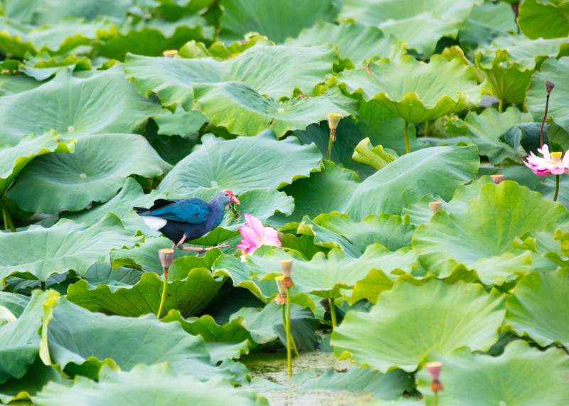 王開華攝 (2)