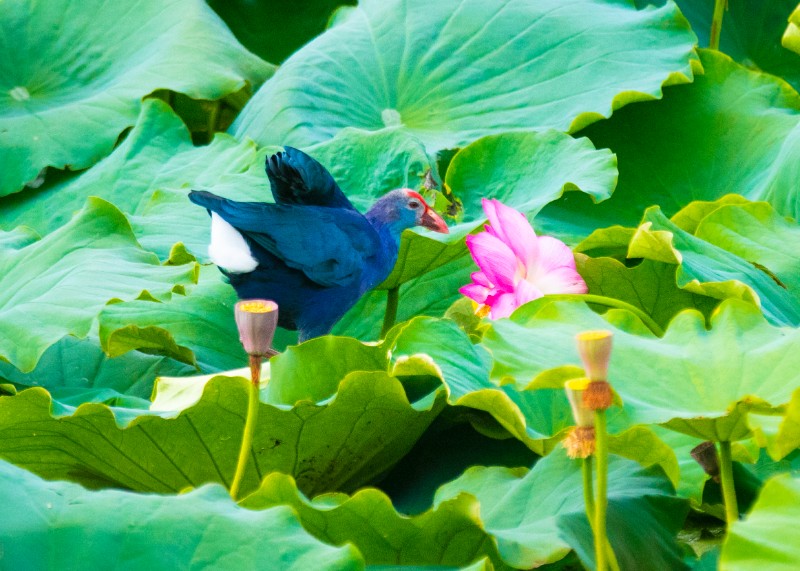 王開華攝 (12)
