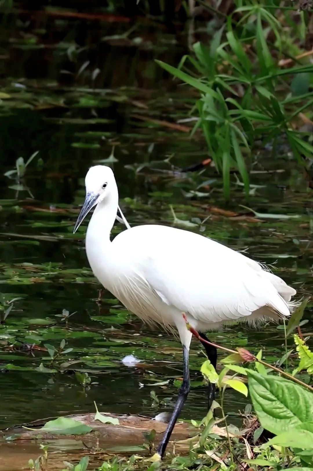 白鹭 white-heron-1570996_640.jpg