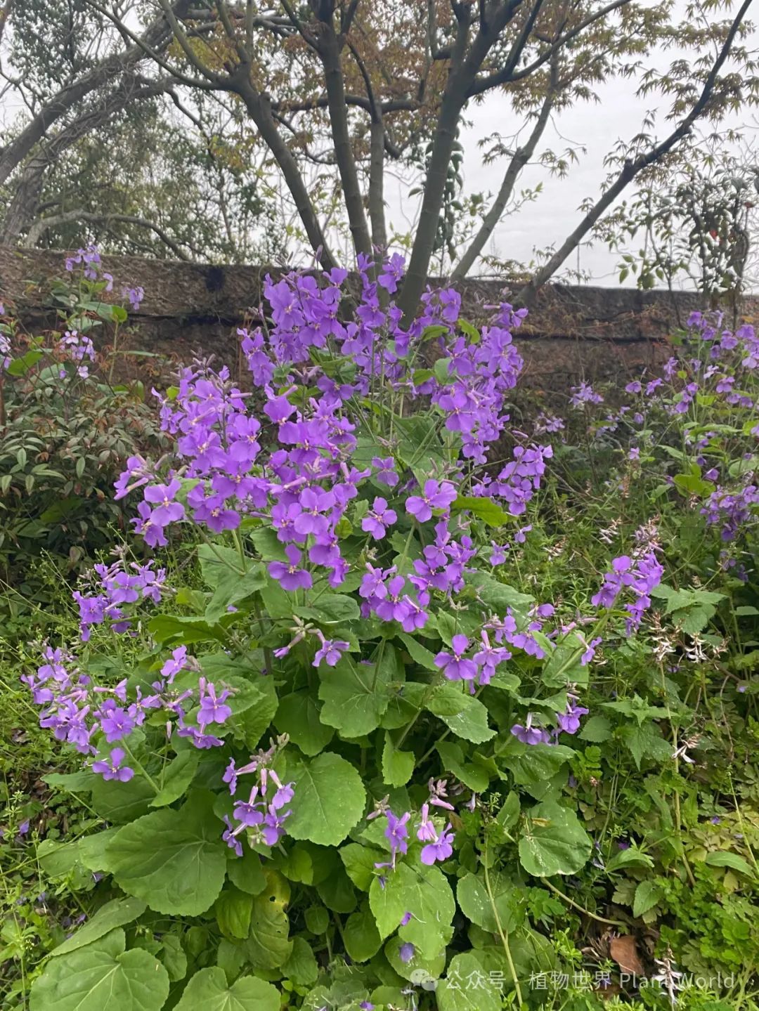 阿德里亚诺