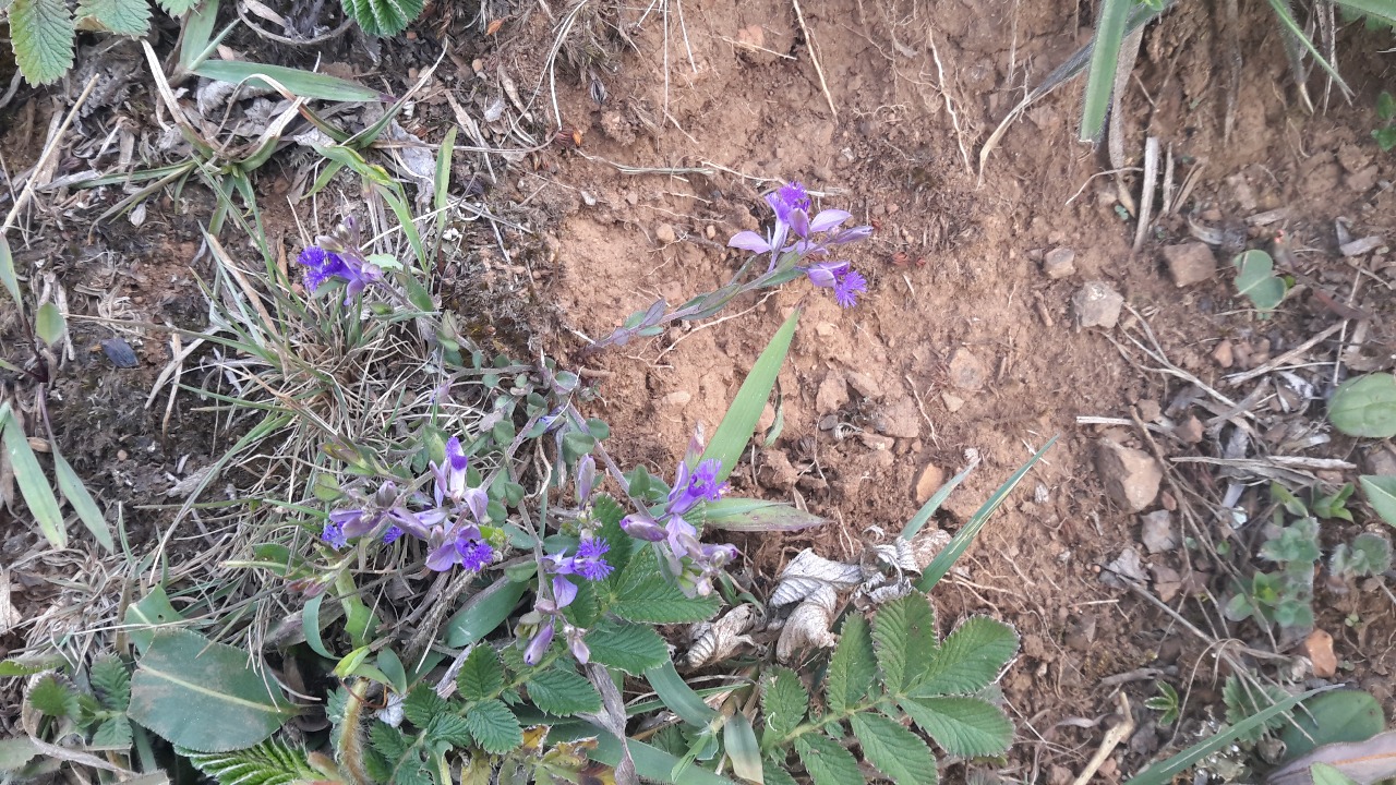 暗紫鼠尾草