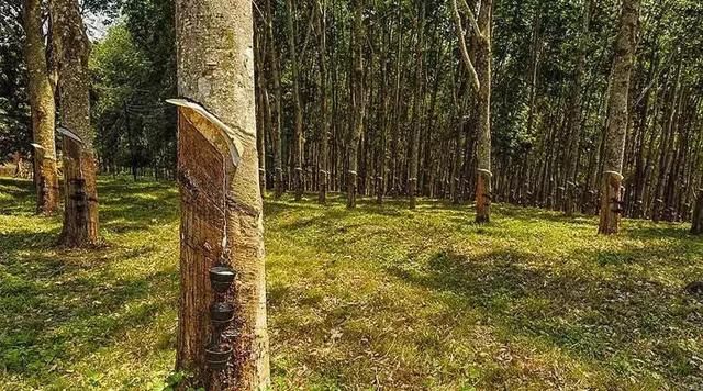 这个女人花19年重造6666亩雨林惊动联合国，活成当代三毛