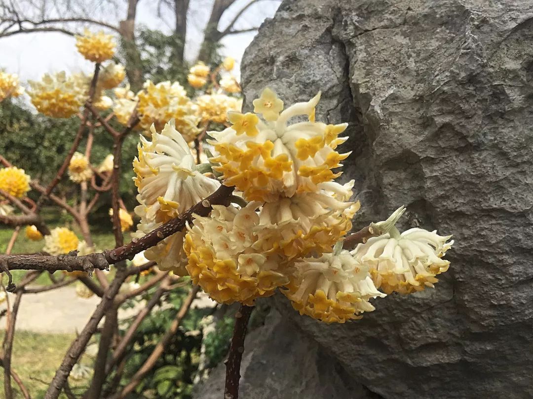 神奇的植物—黄瑞香