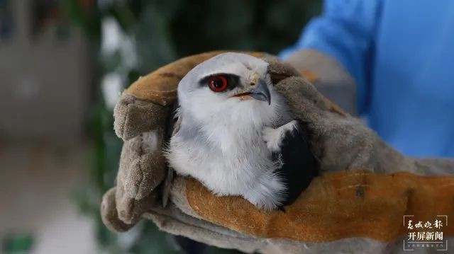 (采訪傳編輯)大理賓川：救助國家二級保護(hù)野生動物黑翅鳶 (5).JPG