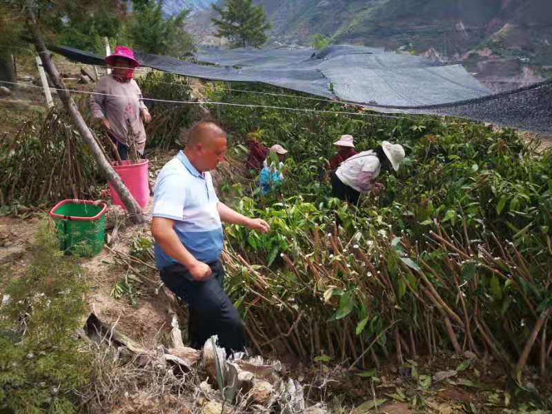 兰坪县林业草原局加快推进兔峨乡特色水果种植