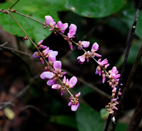 小叶干花豆1.png