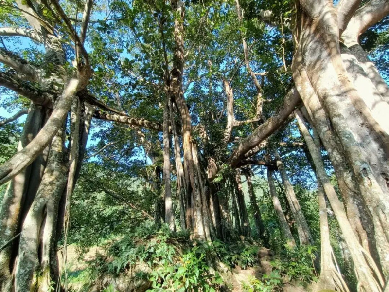 大榕树6.jpg