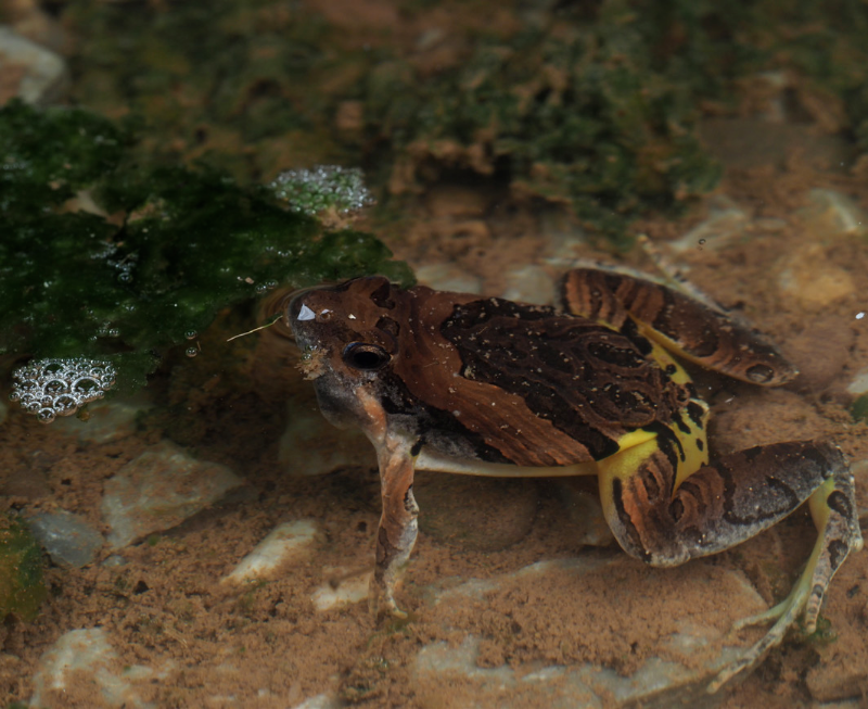 花姬蛙 Microhyla pulchra.png