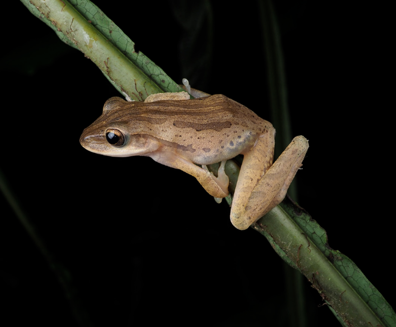 斑腿泛树蛙 Polypedates megacephalus.png