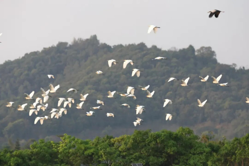 150A8416白鹭.jpg