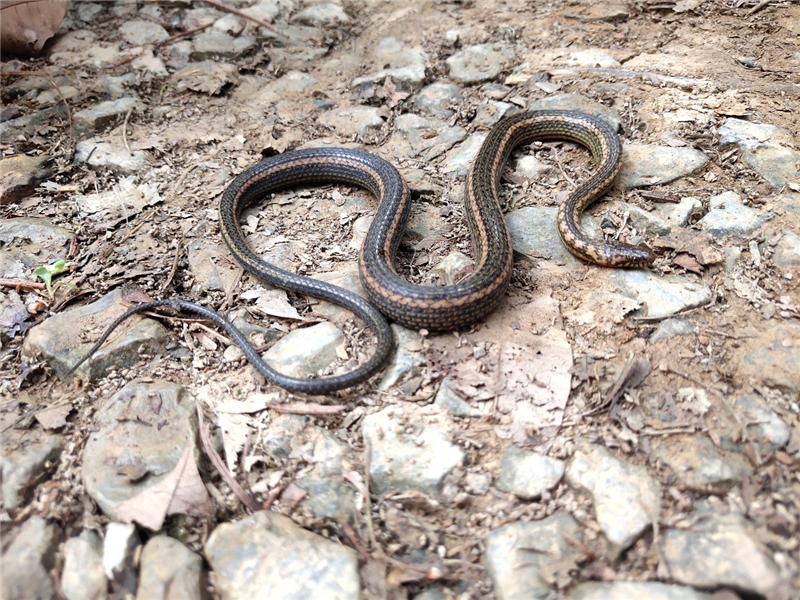 火纹腹链蛇Hebius igneus 刘硕 摄