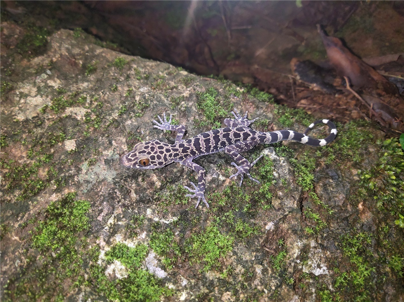 镇康裸趾虎Cyrtodactylus zhenkangensis 刘硕 摄