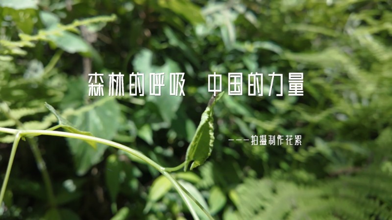 视频预览图