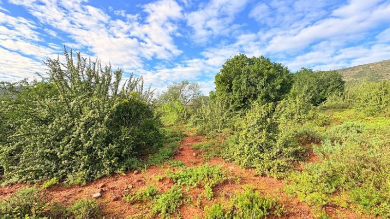 IMG_261
