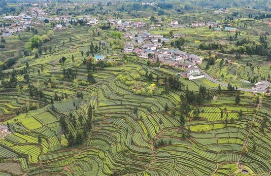 四川洪雅：茶园扮靓美丽乡村 - 关注森林