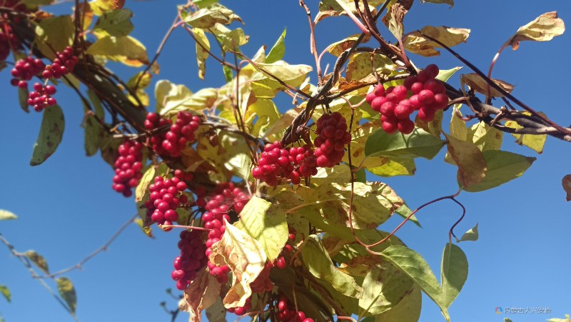 圖四：紅彤彤的五味子果實(shí)掛滿枝頭