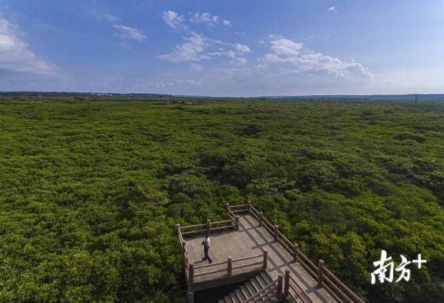 12月18日，林广旋带着望远镜和照相机穿梭在红树林之中，他守护了这片红树林26年。