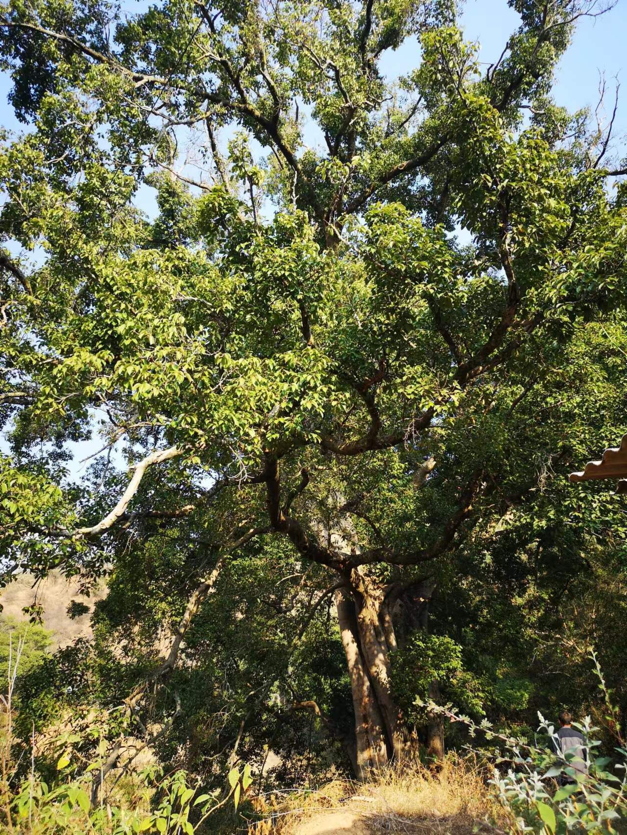 神奇云南生机盎然 生灵熠熠 AI视野中的中国 山川旖旎