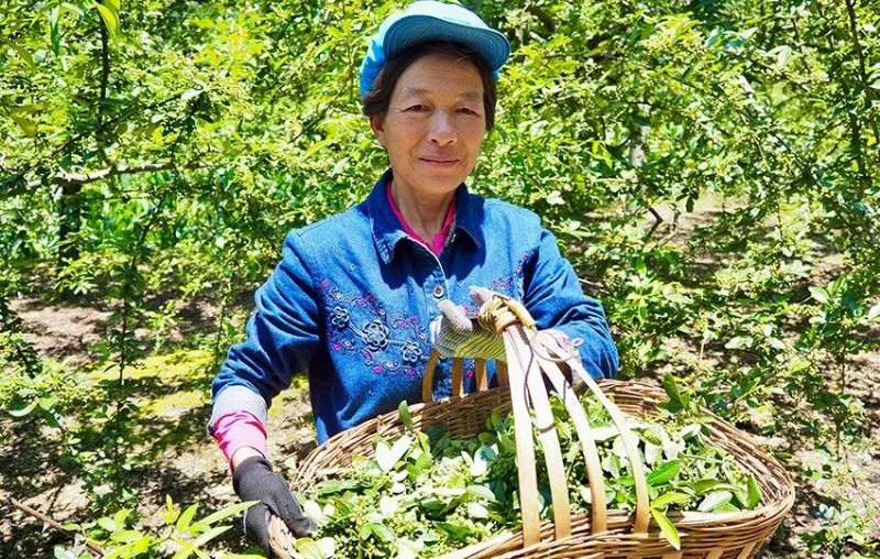 花椒喜獲豐收。人民網(wǎng) 王嫻攝
