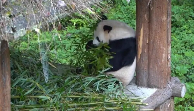 圖片