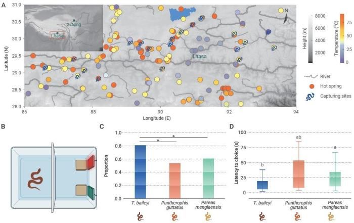 青藏高原溫泉點和溫泉蛇的分布以及行為學實驗。 中科院成都生物研究所供圖