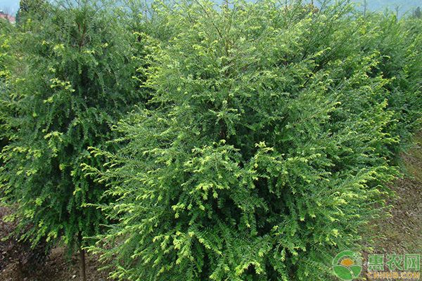 红豆杉怎么繁殖？
