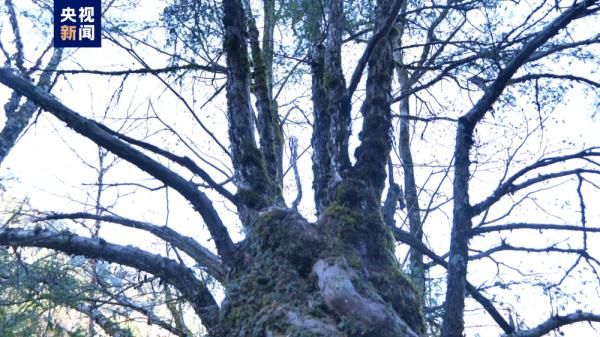 陕西黄柏塬国家级自然保护区发现国家一级保护野生植物红豆杉