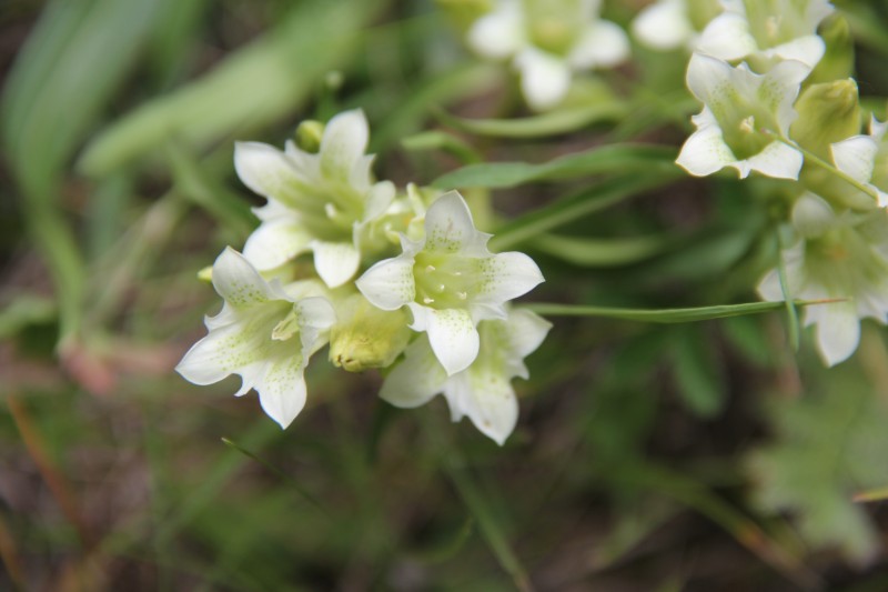 麻花艽1