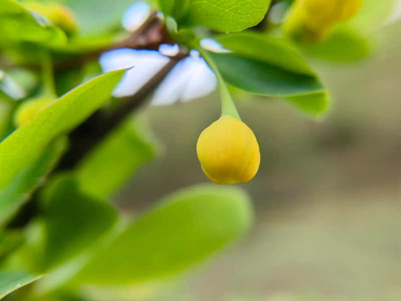 匙叶小檗 (3)