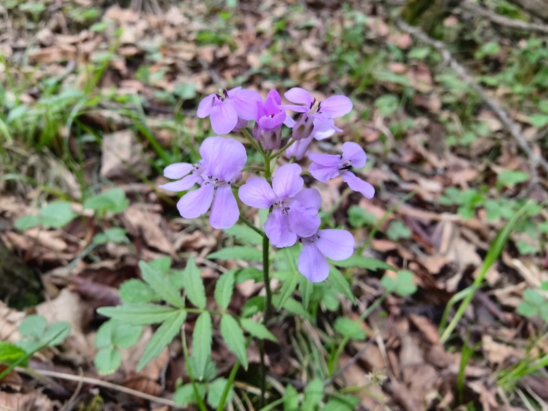 紫花碎米荠