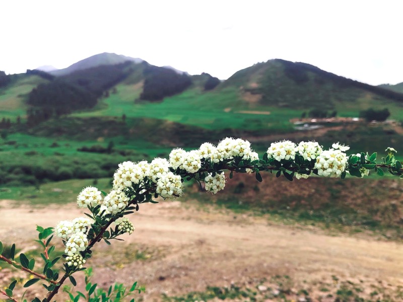 蒙古绣线菊 (2)