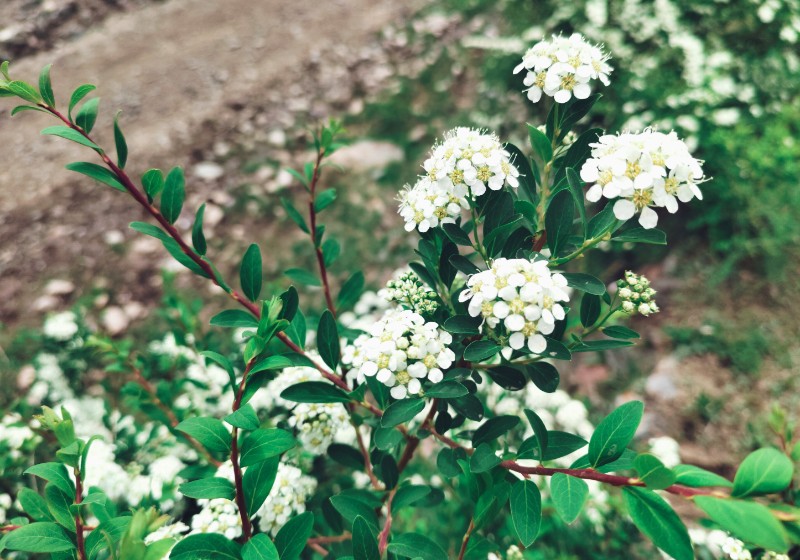 蒙古绣线菊