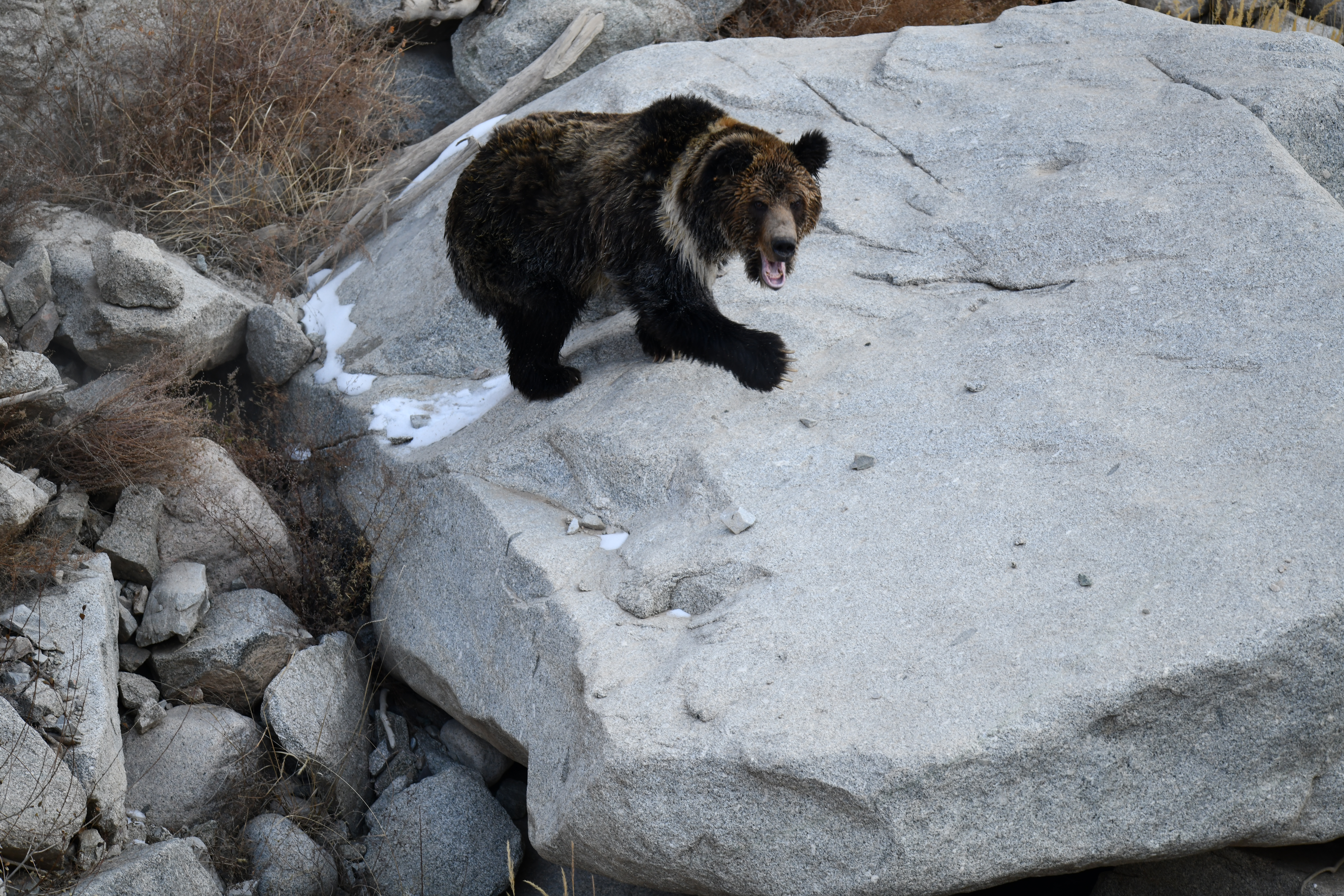 关注森林网-祁连山野生动物（棕熊）-摄影：阿诚