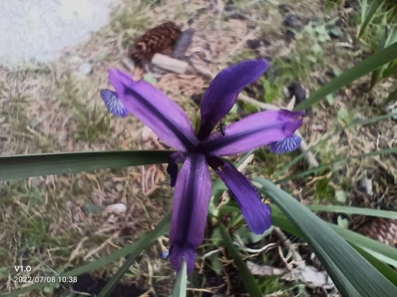 准噶尔鸢尾（Iris somgarica）