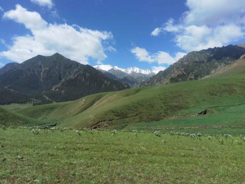 大河口自然保护站夏日祁连山-孙龙8