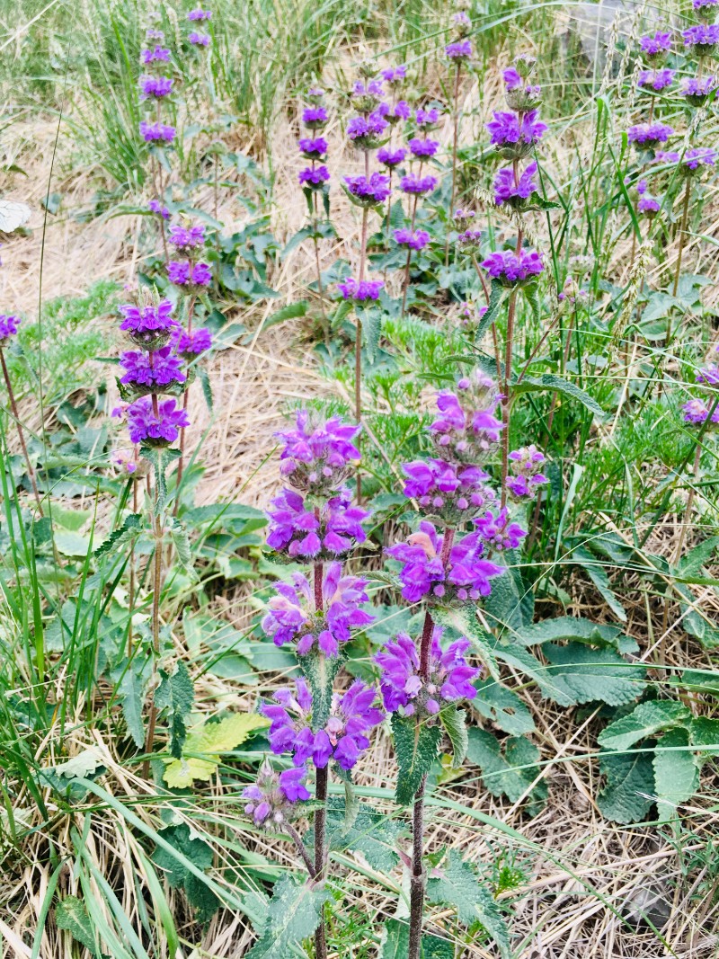 康藏荆芥