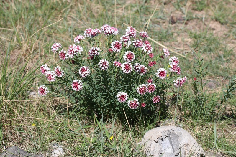 狼毒花