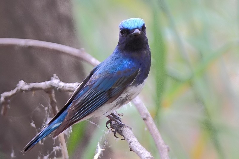 天福国家湿地公园 白腹姬鹟cyanoptila cyanomelana