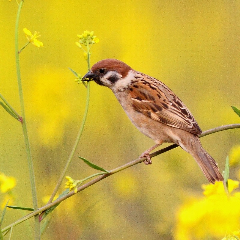 天福国家湿地公园 麻雀 passer montanus