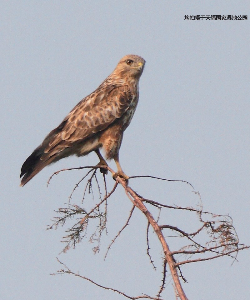 天福国家湿地公园 普通鵟 buteo buteo