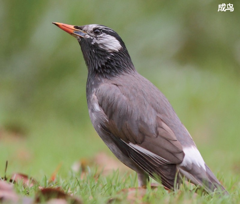 天福国家湿地公园 灰椋鸟 sturnus cineraceus