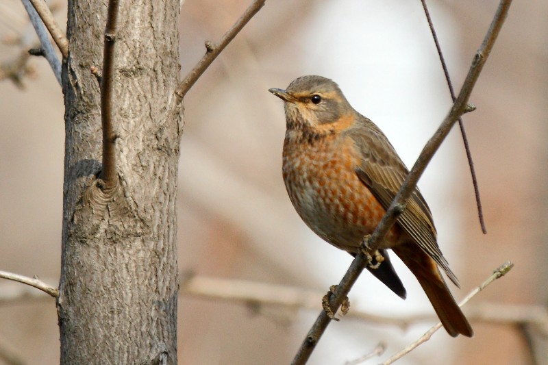 天福国家湿地公园 红尾鸫 turdus naumanni