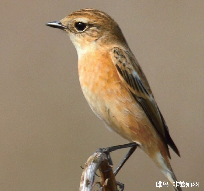 天福国家湿地公园 黑喉石鵖 saxicola torquata