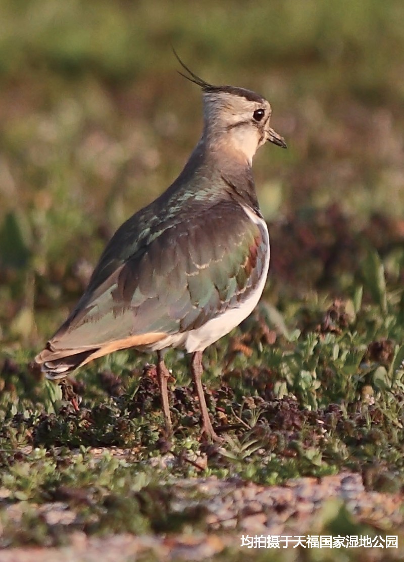 天福国家湿地公园 凤头麦鸡 vanellus vanellus