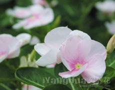 長春花圖片大全